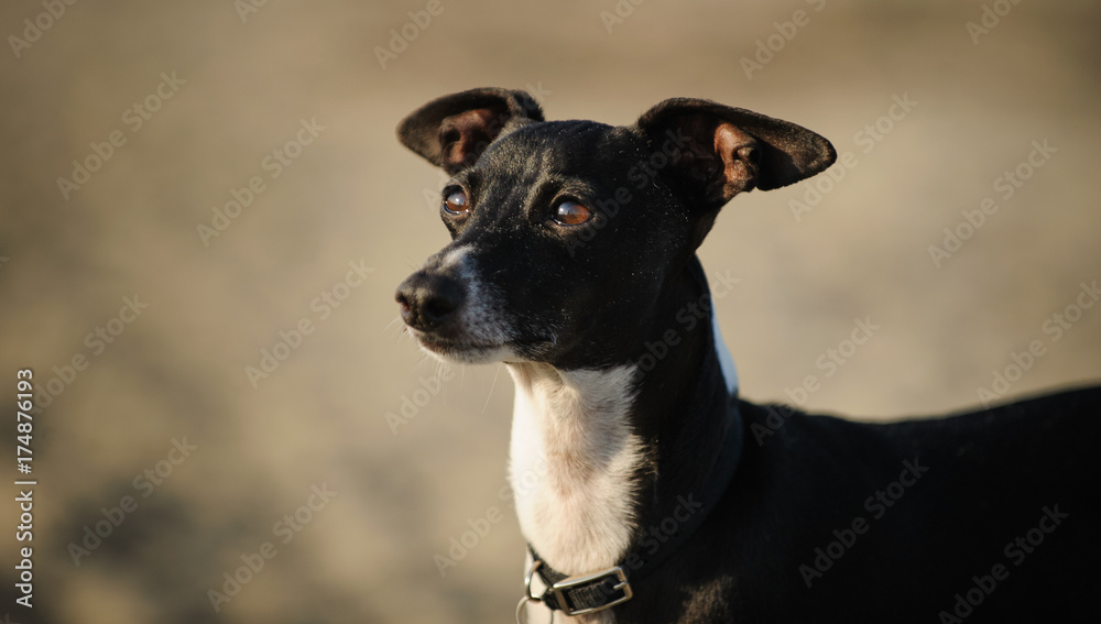 Italian Greyhound portrait in natural background