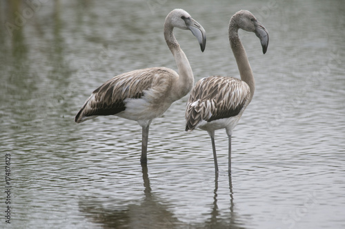 Flamencos jovens