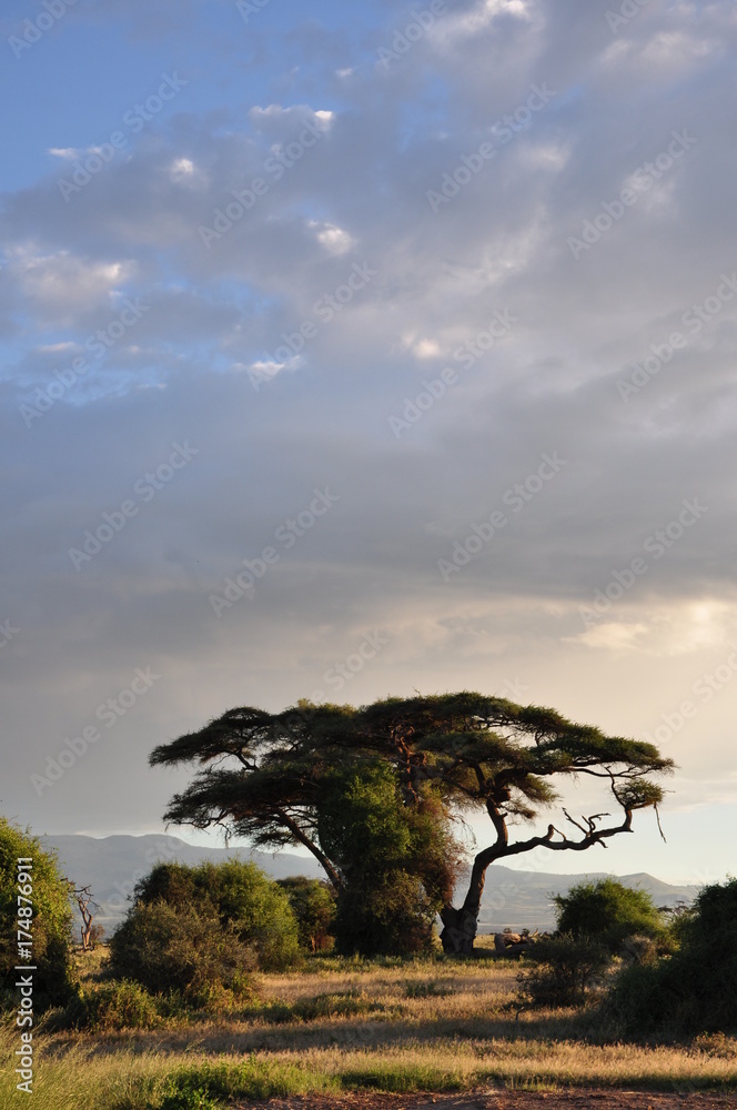 Obraz premium The African landscape. Kenya