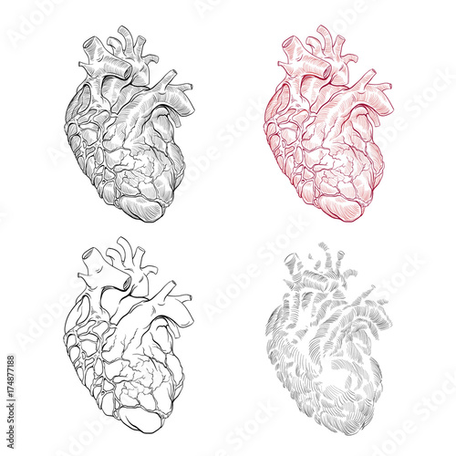 Human heart hand drawn isolated on a white backgrounds. Anatomical sketch. Vector illustration.