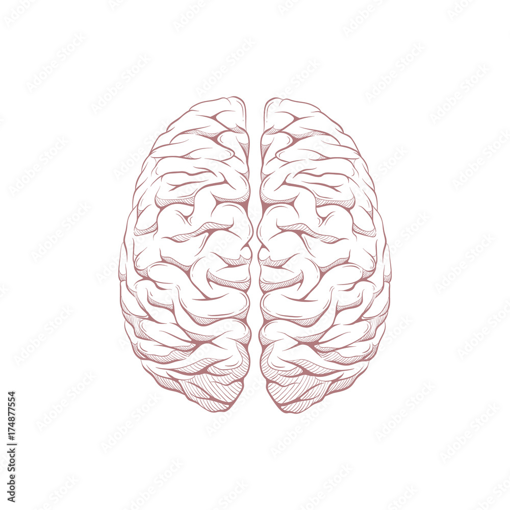 left and right brain vector