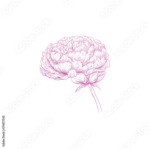 Stylized brain in the shape of a flower peony. Creative brain. Fashion illustration. Vector design.