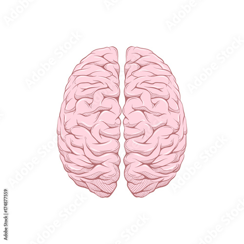 Human brain right and left hemisphere illustration. Creative concept vector design.