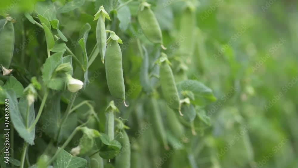 Close detail Pea Pods blowing in the wind. Close detail Pea Pods blowing in the wind.
