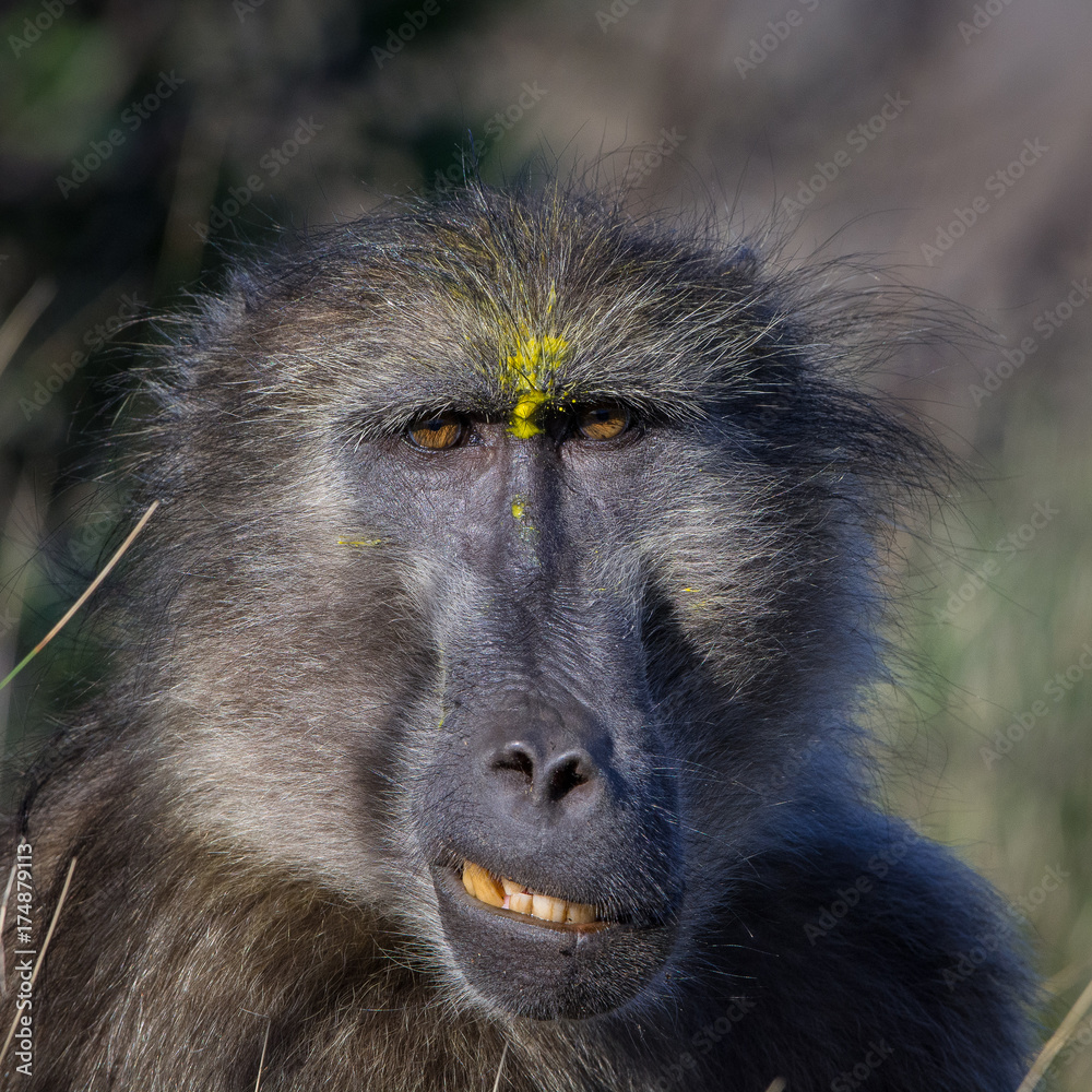 A chacma baboon with traces of a paintball on its face, grimaces at the  camera in Silvermine Nature Reserve, Cape Town, South Africa Stock Photo |  Adobe Stock