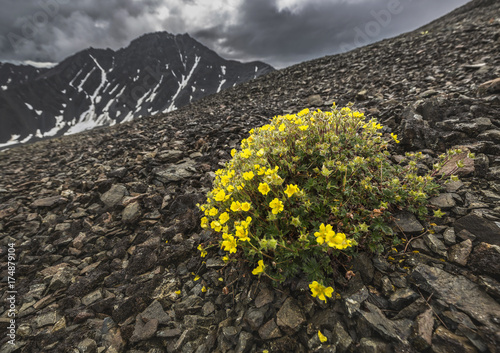 Kaskawulsh Glacier in Kluane National Park, Yukon, Canada photo