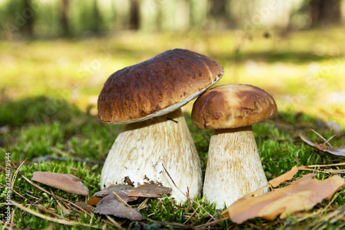 Cep mushroom . Two Mushrooms in the moss in the forest.