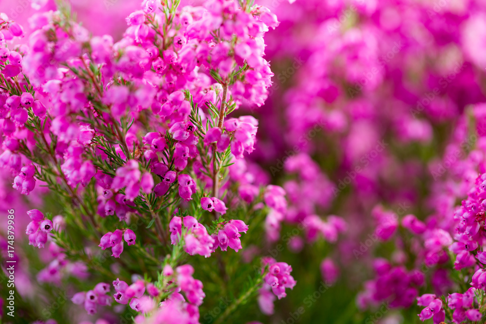 Plant erica gracilis.