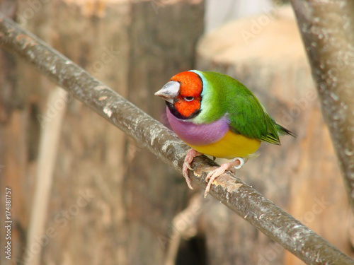 The Gouldian finch or Erythrura gouldiae, male, aka the Lady Gouldian finch, Goulds finch or the rainbow finch photo