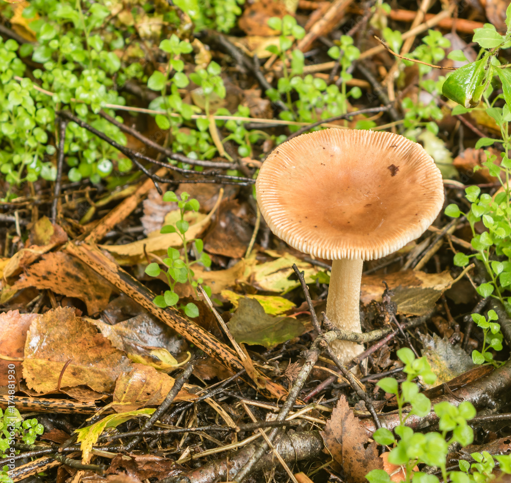 Autumn is the season for Fungus Autumn is the season for Fungus