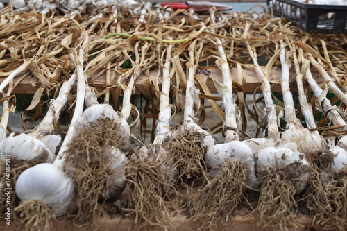 Drying garlic in bulk