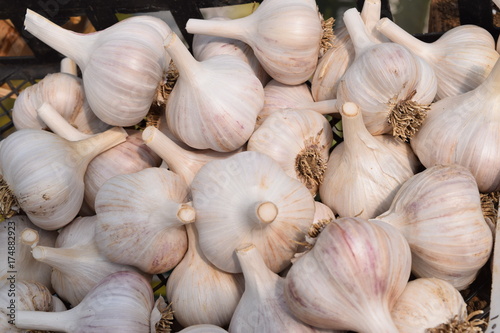 Garlic in bulk