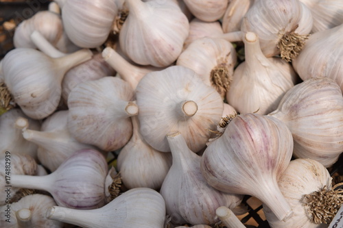 Garlic in bulk