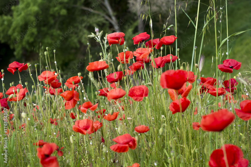 Naklejka premium fleurs de coquelicots