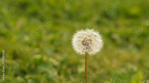 Dandelion on green nature blurred background with copy space