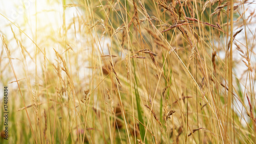 Summer nature background