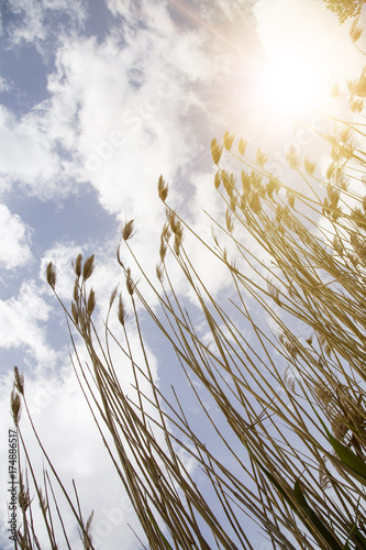 reeds, sky, cloud and sunlight. nature background