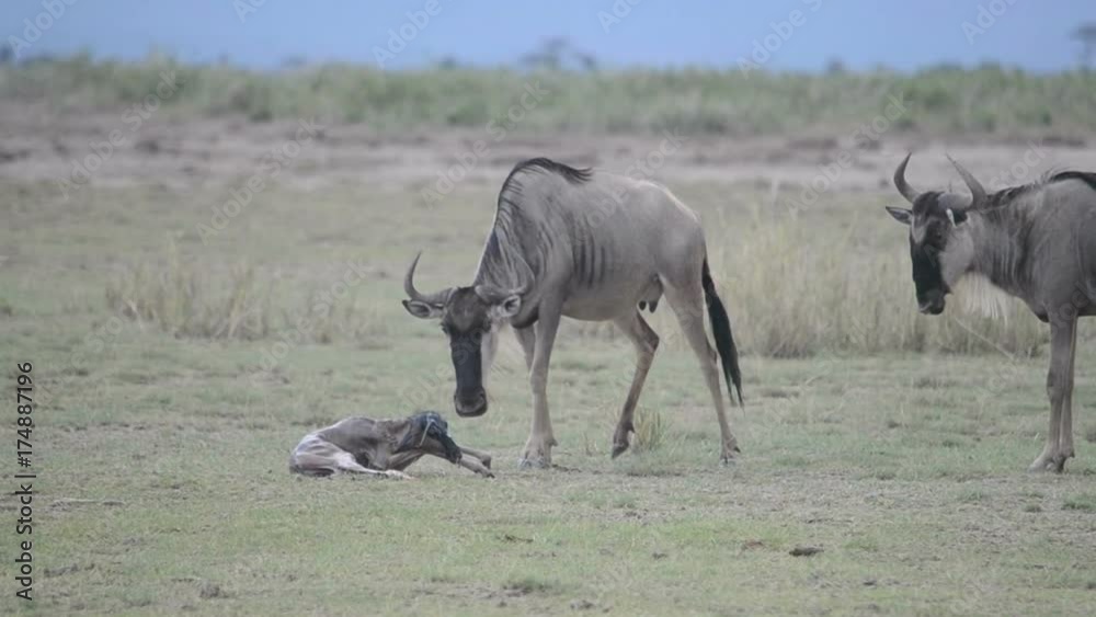 wildebeest mother tries to help newborn baby walk as the midwife looks on.