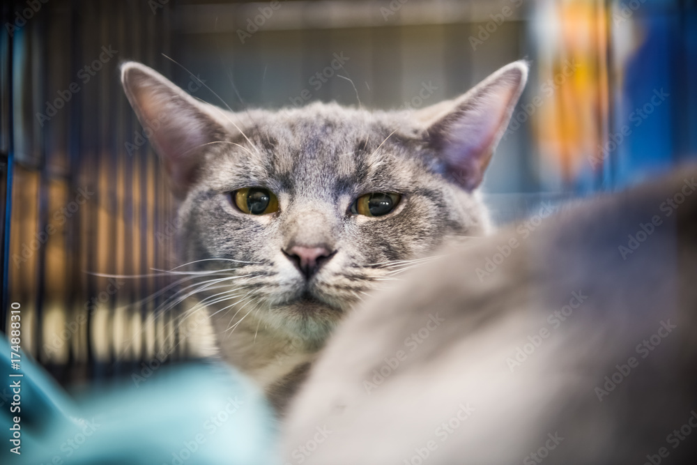Sad grey cat in cage waiting for adoption Sad grey cat in cage waiting for adoption