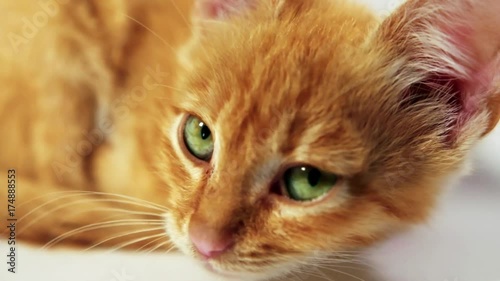 Cute ginger kitten with green eyes 