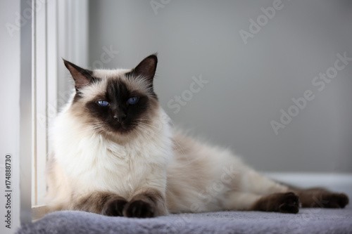 Canvas Print Portrait of an apple-headed chocolate balinese cat.