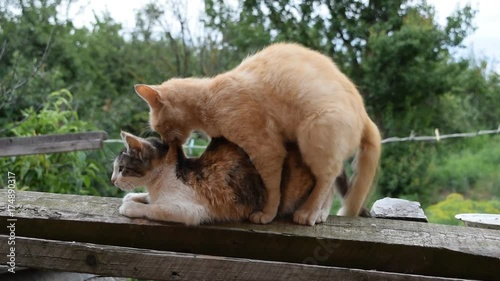 Mating domestic cats. The natural behavior of the animals.