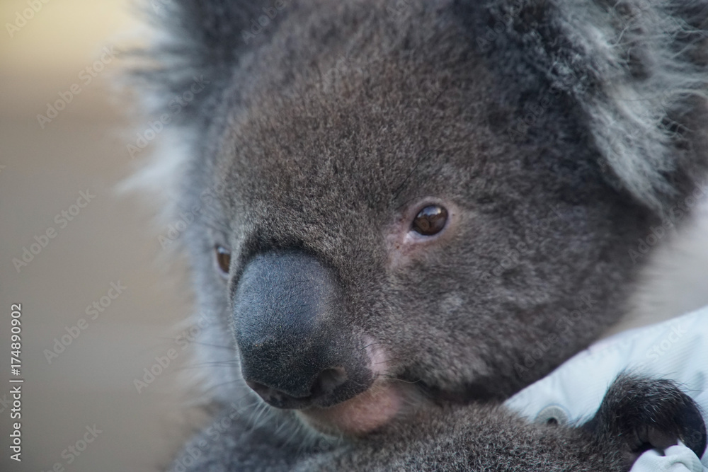 Naklejka premium Blue the Koala