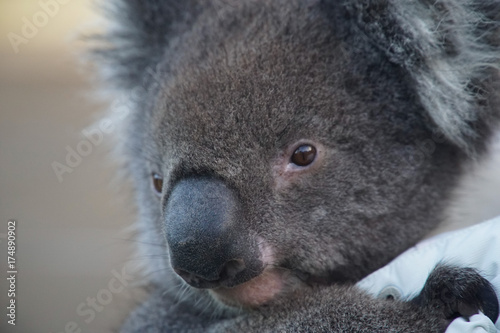Fototapeta Naklejka Na Ścianę i Meble -  Blue the Koala