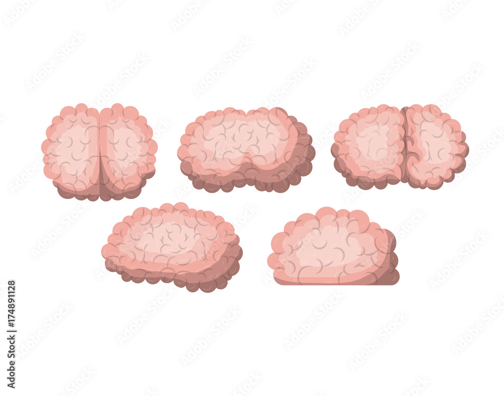 brain colorful silhouettes several views brain colorful silhouettes several views