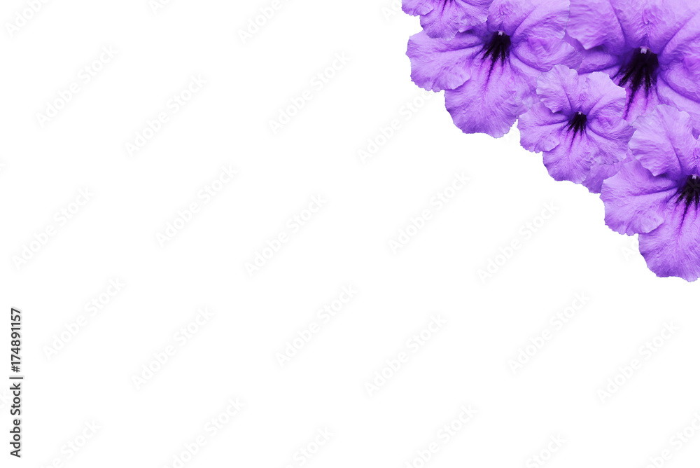 Beautiful violet flower of Ruellia tuberosa isolated on white background, Blooming purple flower . Beautiful violet flower of Ruellia tuberosa isolated on white background, Blooming purple flower .