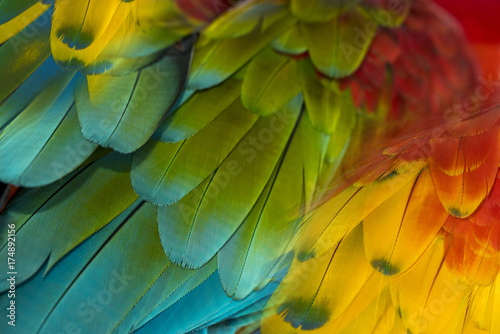 Closeup macaw feathers  © chamnan phanthong