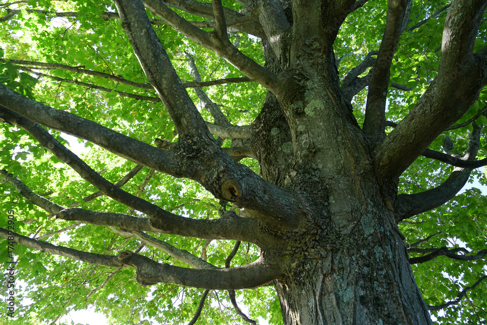 Low angle view of green tree trunk and branches Low angle view of green tree trunk and branches