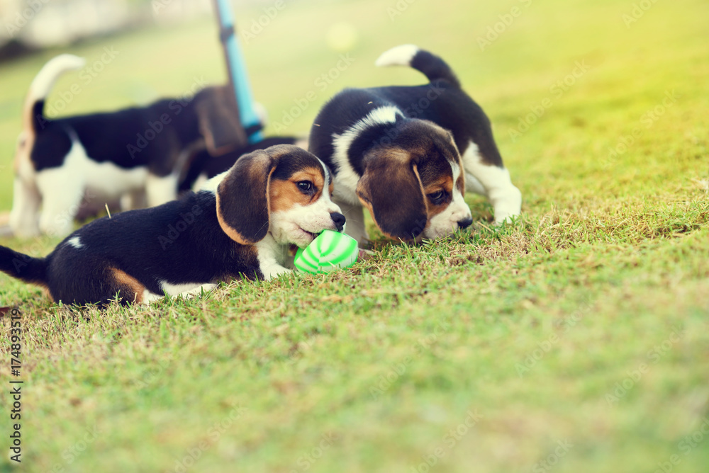 Little Beagles playing with ball in garden
