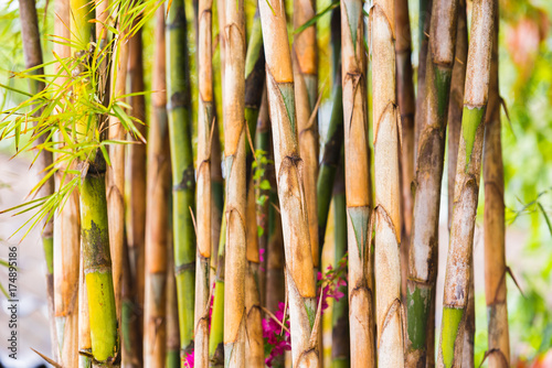 Bamboo stalks close-up  Louangphabang  Laos. Close-up. With selective focus.