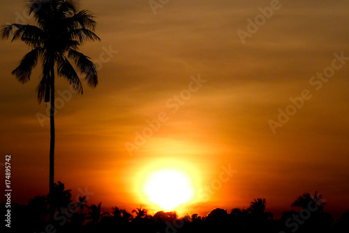 silhouette image - The coconut tree on the sunset background 