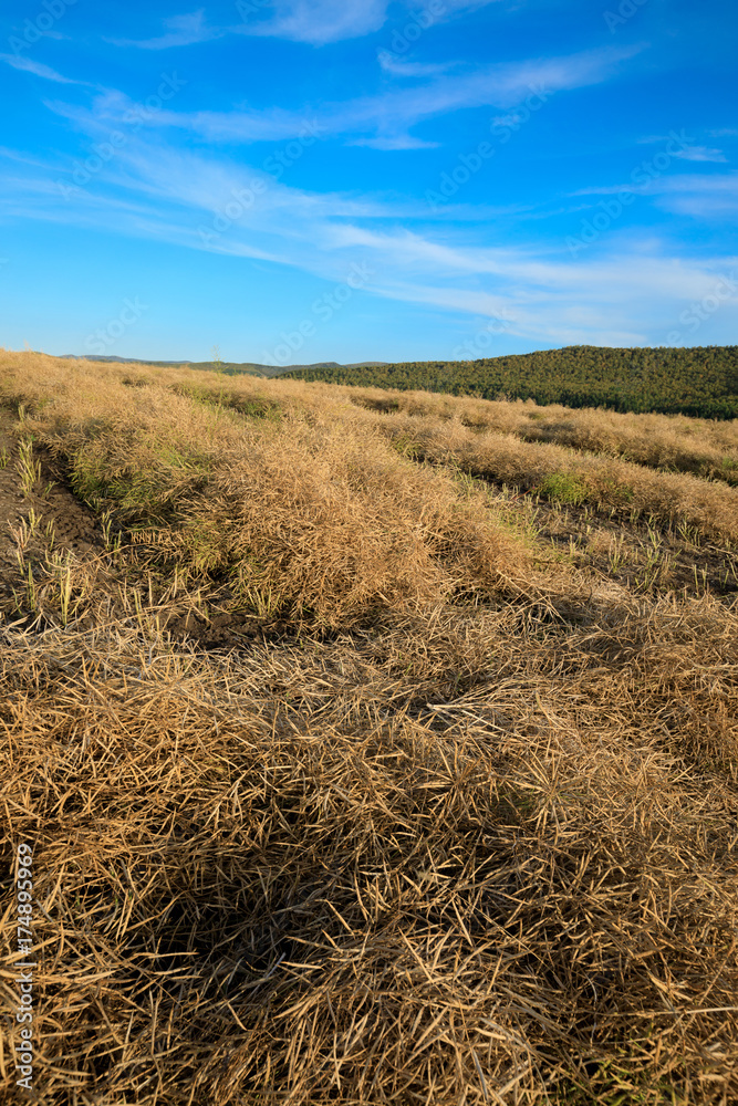 Fototapeta premium harvest cole on farmland with blue sky