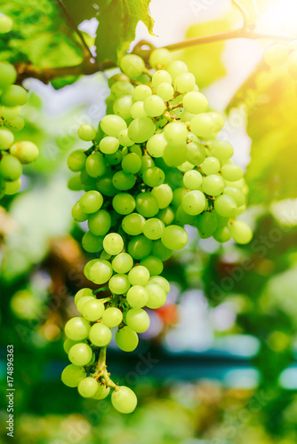 Green grapes fruit