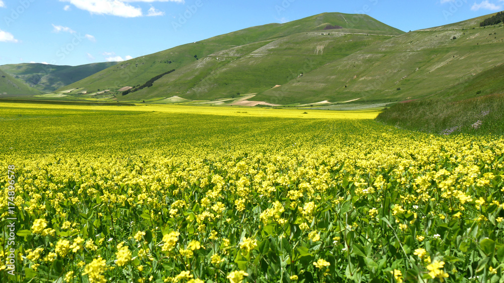 Monti Sibillini a Castelluccio di Norcia la fioritura della lenticchie