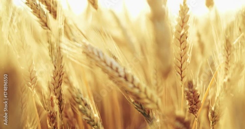 Wheat Field at Sunrise, CLOSE UP. SLOW MOTION 4K. Ears of wheat swaying at the wind at beautiful sunny morning. Harvest and Crop concept. Peaceful Cinematic Field, Lens Flare 