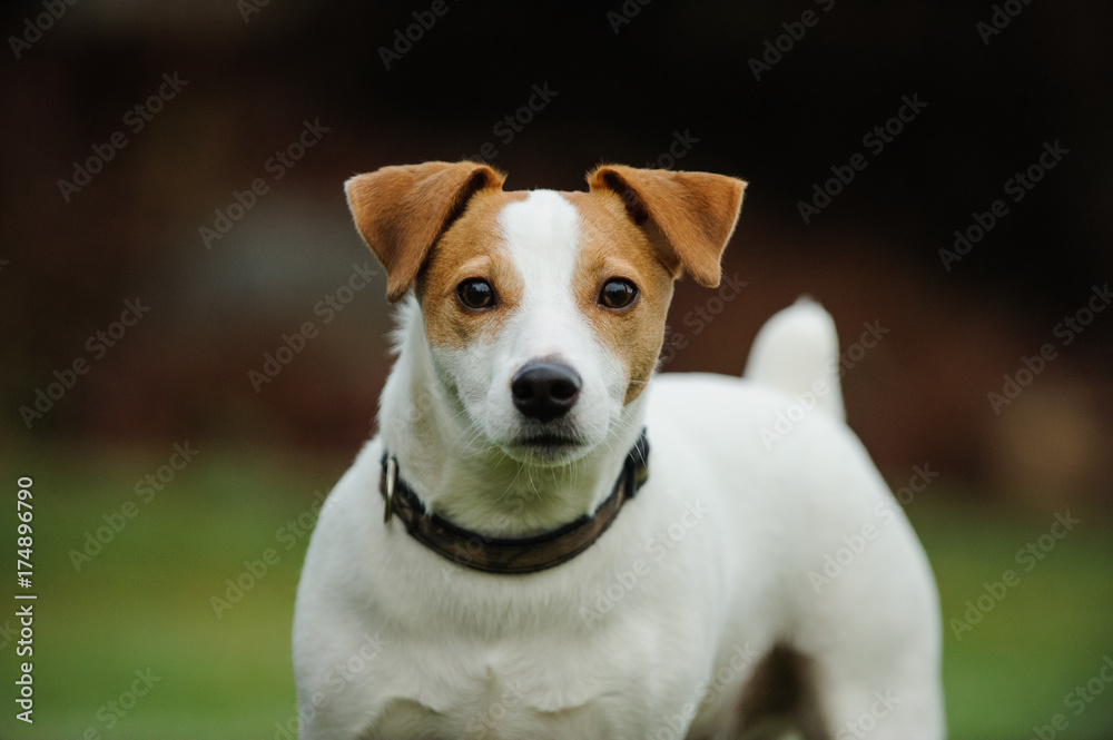 Jack Russell Terrier dog portrait Jack Russell Terrier dog portrait