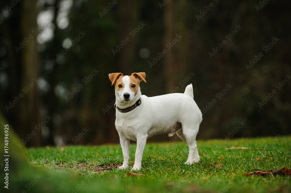 Jack Russell Terrier dog outdoor portrait
