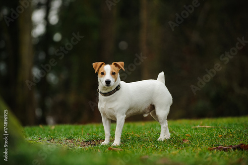 Jack Russell Terrier dog outdoor portrait