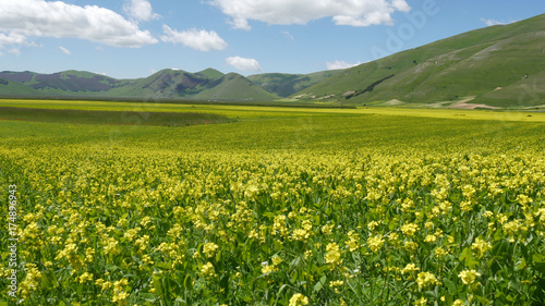 Monti Sibillini a Castelluccio di Norcia la fioritura della lenticchie