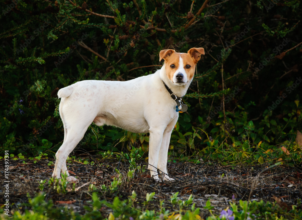 Jack Russell Terrier dog standing in garden