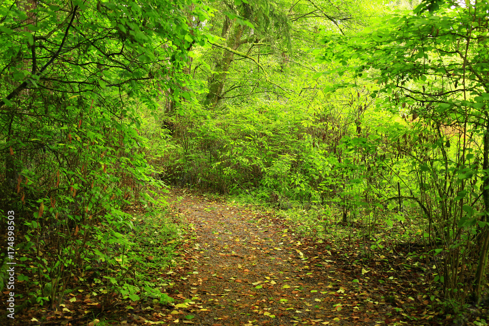 a picture of an Pacific Northwest forest trail a picture of an Pacific Northwest forest trail