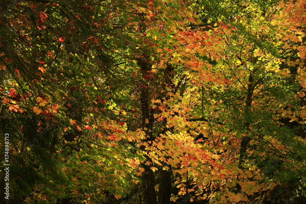 a picture of an Pacific Northwest forest in fall a picture of an Pacific Northwest forest in fall