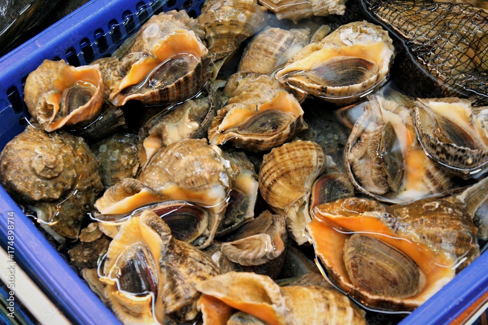 live conch in Seafood Market
live conch in Seafood Market