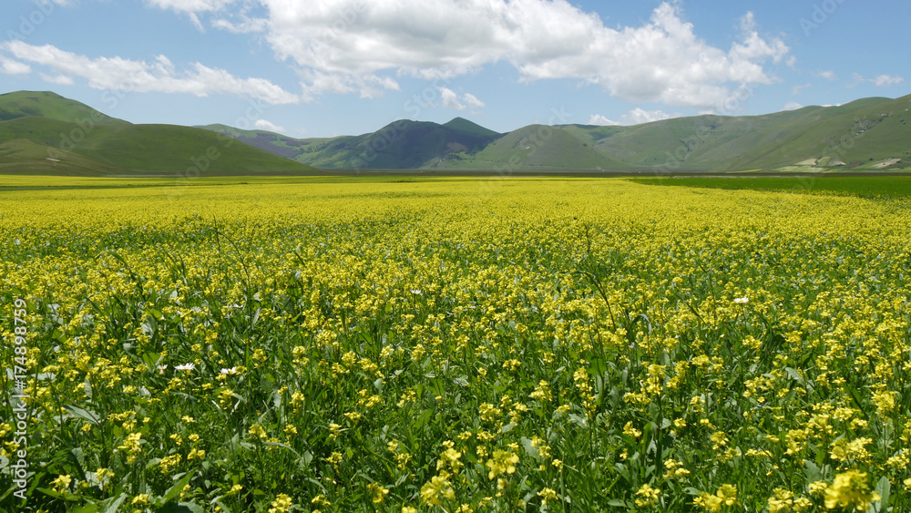 Castelluccio di Norcia in Umbria fioritura dei campi di lenticchie Castelluccio di Norcia in Umbria fioritura dei campi di lenticchie