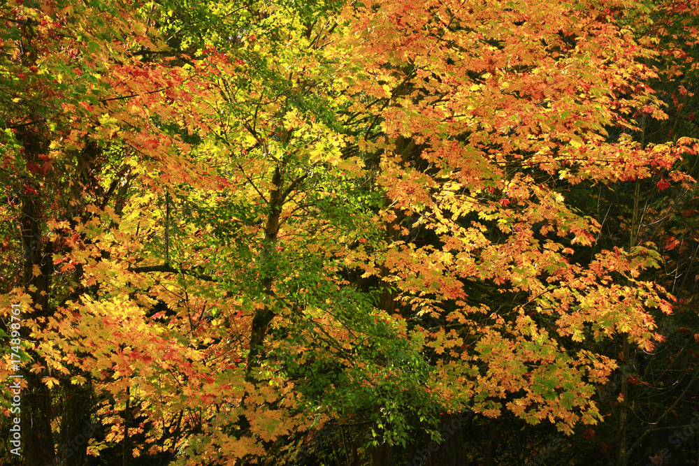 a picture of an Pacific Northwest forest with maple trees in fall a picture of an Pacific Northwest forest with maple trees in fall