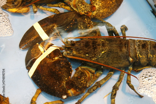 Fresh Lobsters in Seafood Market
 photo
